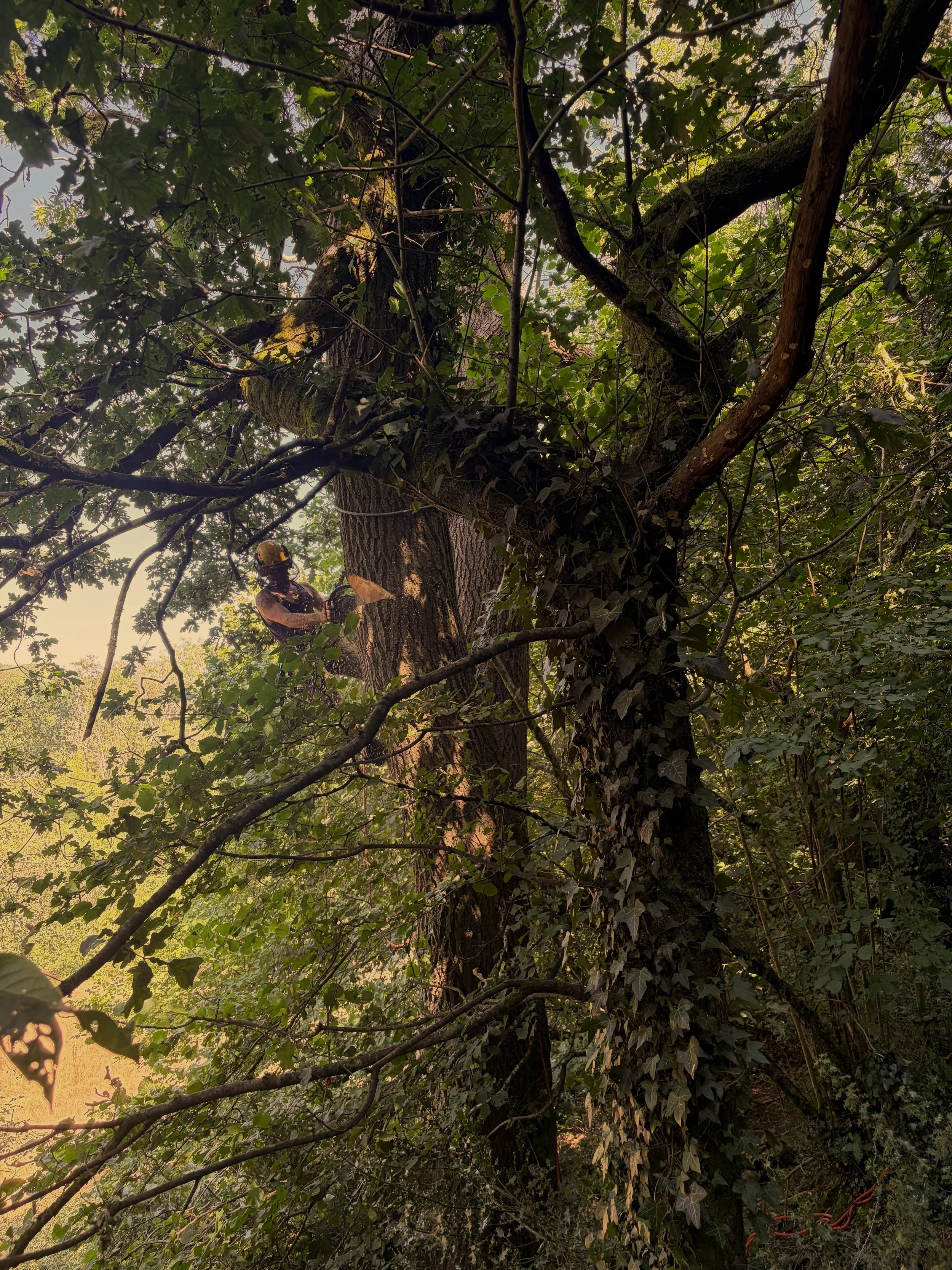A person dressed in safety gear climbing a large tree surrounded by green leaves and branches.