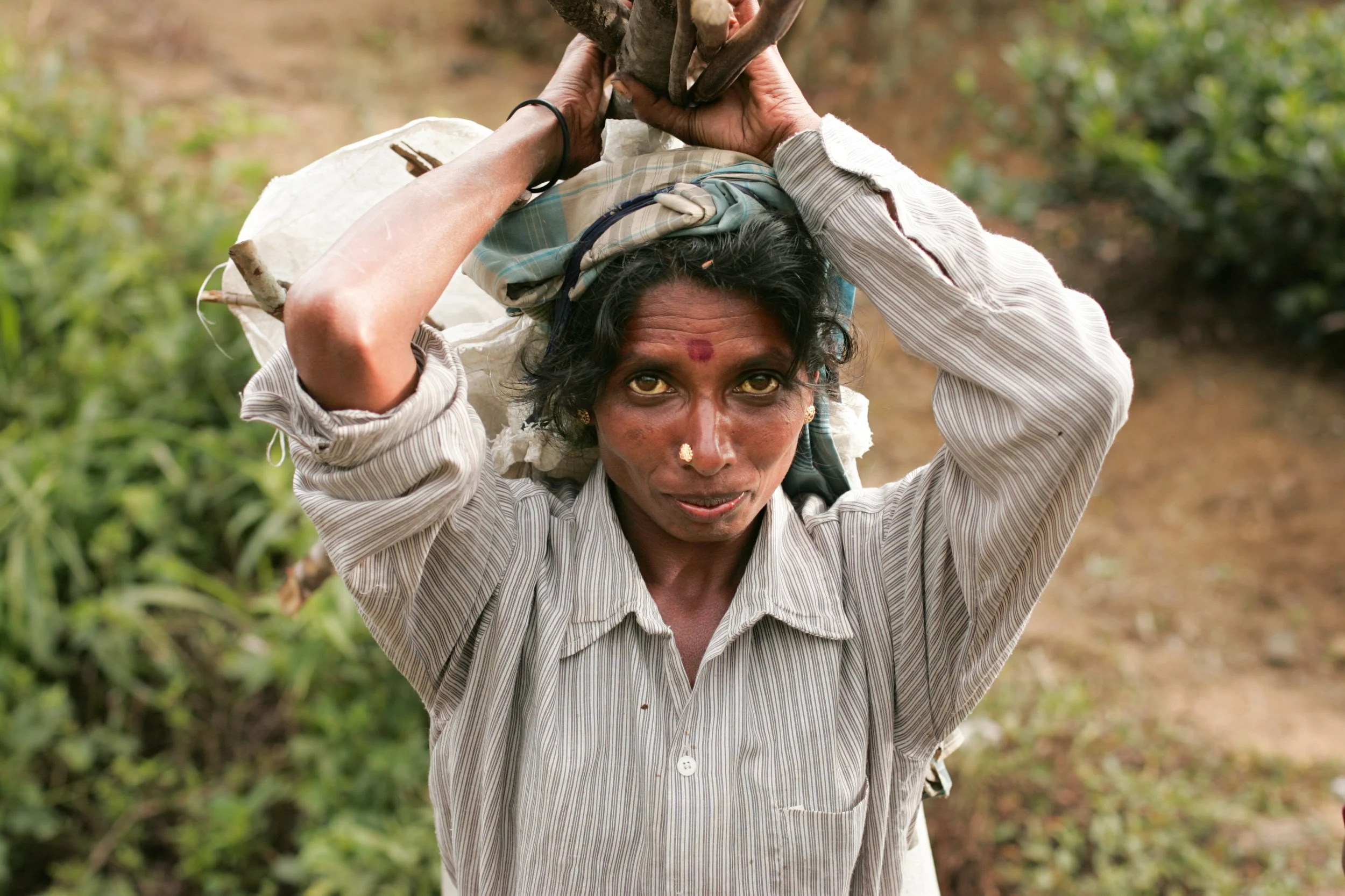 Portrait d'une femme Sri Lankaise sur une plantation de thé. Elle porte un foulard sur la tête. Elle regarde droit dans l'objectif. C'est un gros plan.