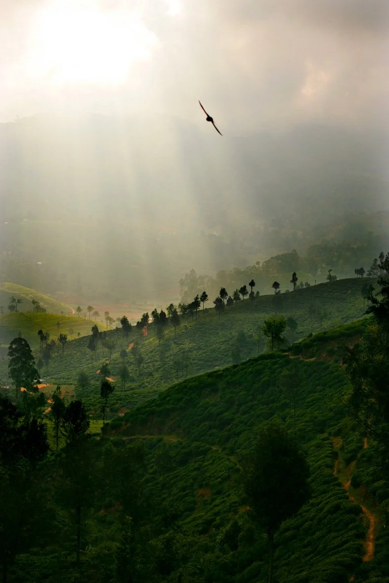 Paysage de plantations de thé au Sri Lanka. Le ciel est couvert avec une percée du soleil en haut de l'image. Un oiseau vole à travers les rayons du soleil. Crépuscule. 