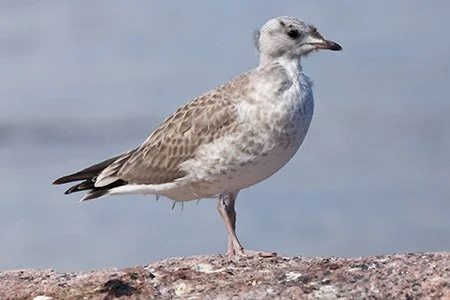 Linnut - tutustu tuholaisiin