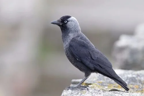 Naakka, Corvus monedula