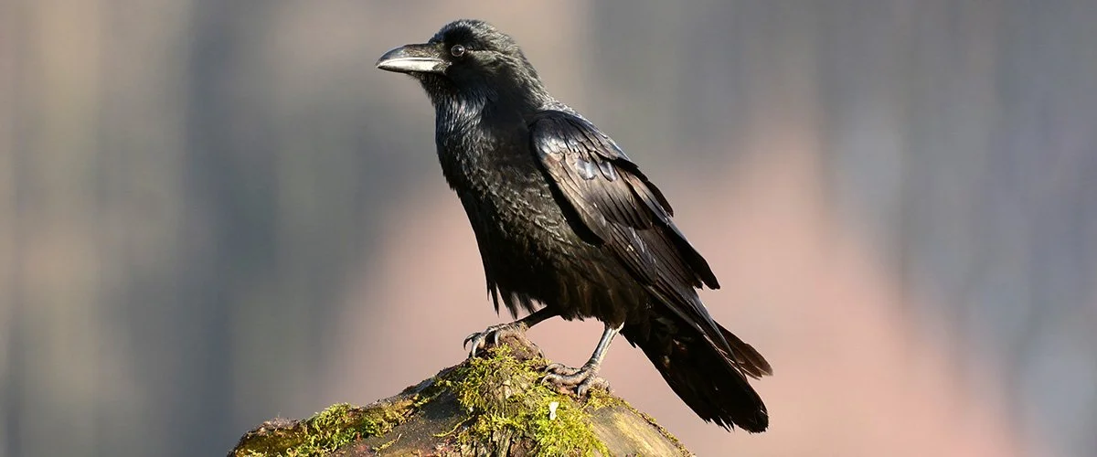 Korppi, Corvus corax