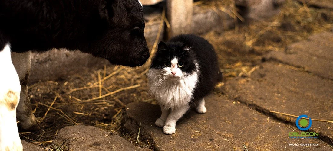 Paras rotanmyrkky on tehokas rotille, mutta vaarallinen lemmikeille