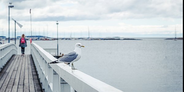 Lintuesteet ja lintusuojaukset: suojaa rakenteet ja ihmiset