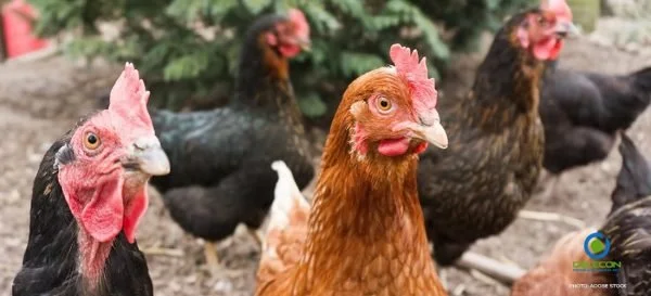 Lintuinfluenssan tietoisku - syyskuu 2023 