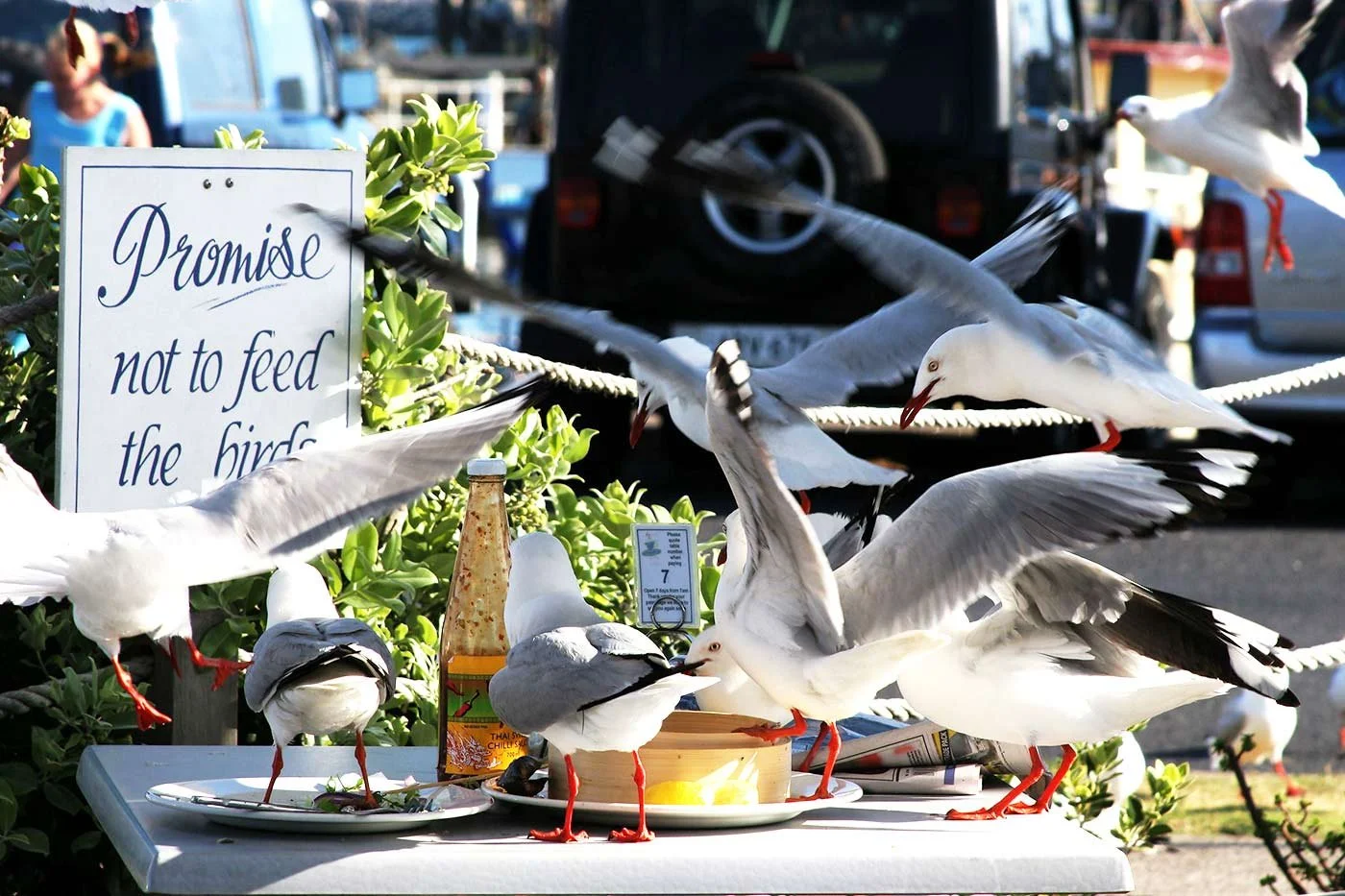 Lintujen ruokinta kesällä