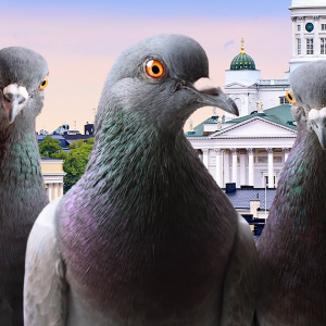 Lintujen torjunta asunto-osakeyhtiössä