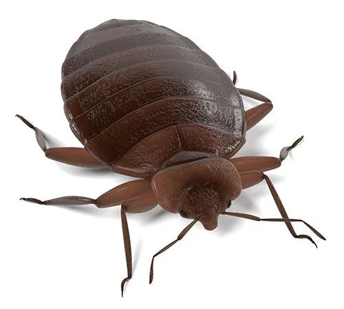 Luteen purema - tunnistat sen näin