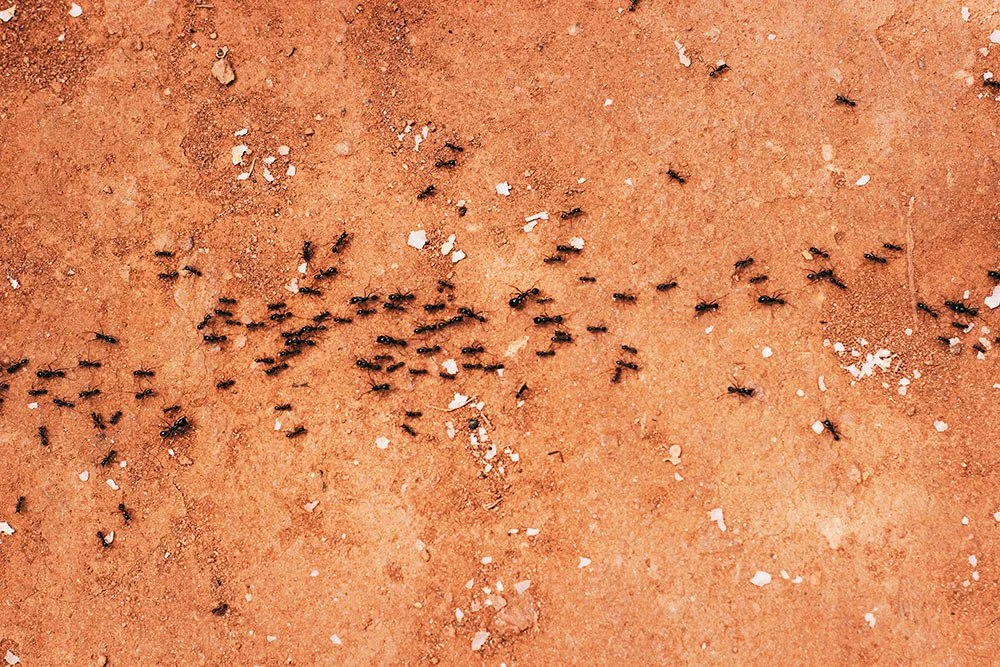 Muurahaiset saapuvat keväällä