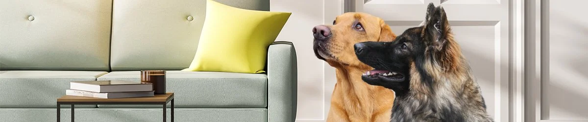 Lutikkakoira haistaa luteet