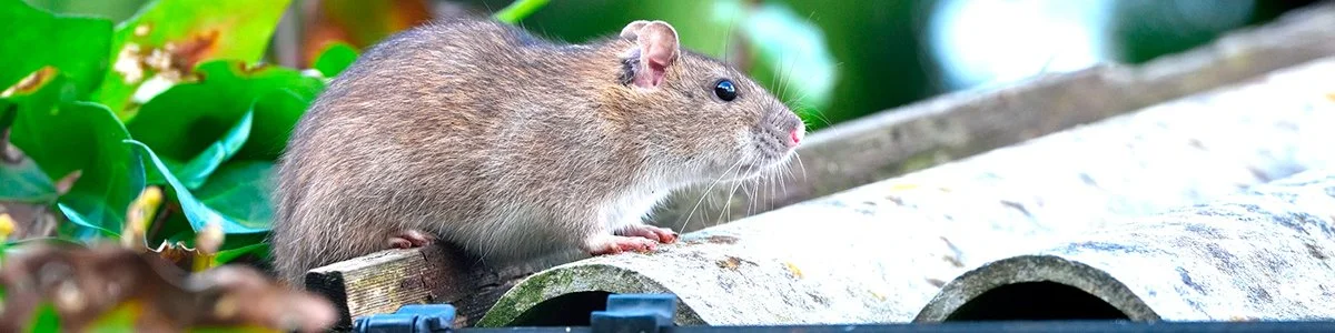 Rottien torjunnassa on tärkeintä selvittää tilanteeseen johtaneet syyt 