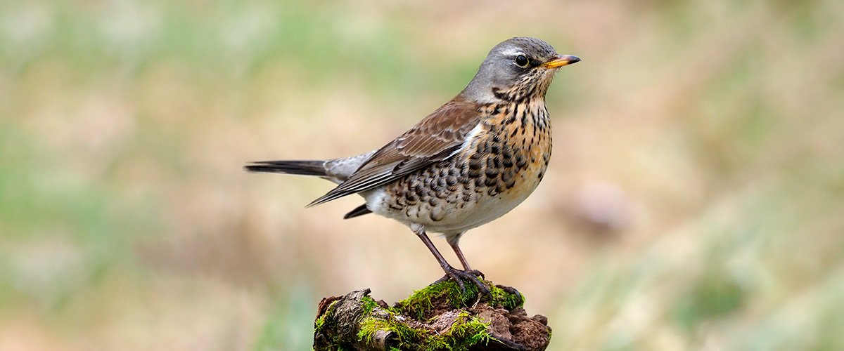 Räkättirastas, Turdus pilaris