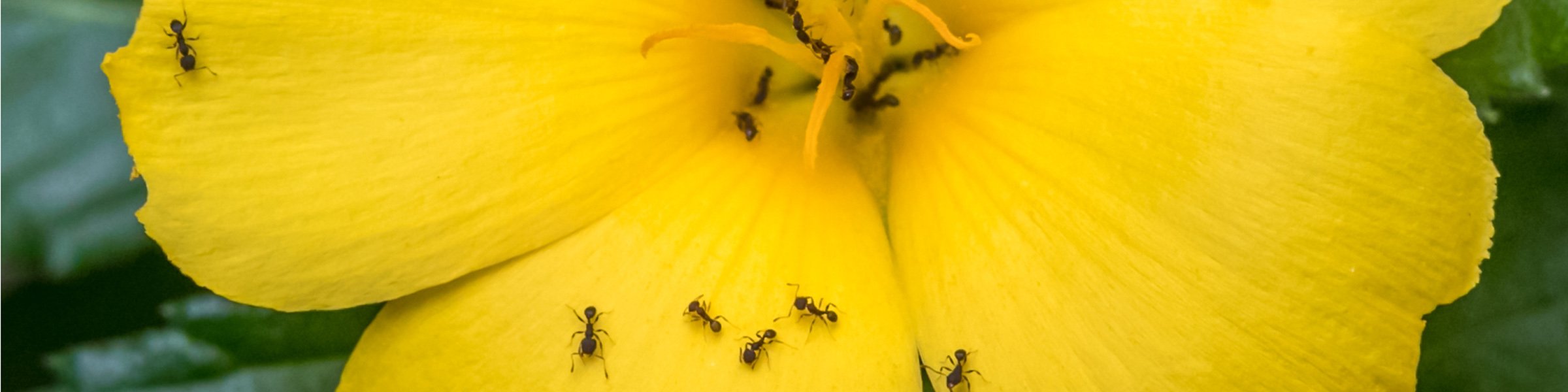 Hyönteiset ja tuholaiset