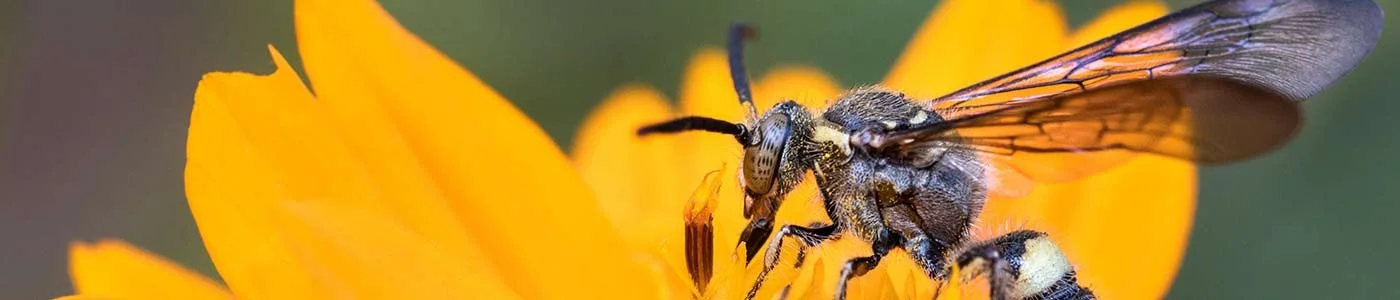 Muurahaiset ja ampiaiset