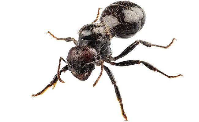 Sokerimuurahaiset eli mauriaiset, Lasius niger