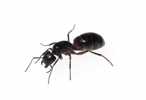 Aitohevosmuurahainen, Camponotus herculeanus
