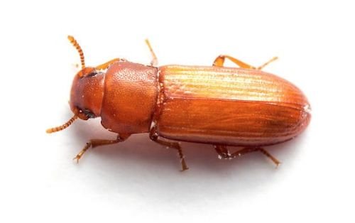 Hinkalokuoriainen, Tribolium confusum