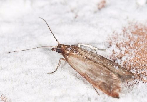 Jauhokoisa eli Ephestia kuehniella