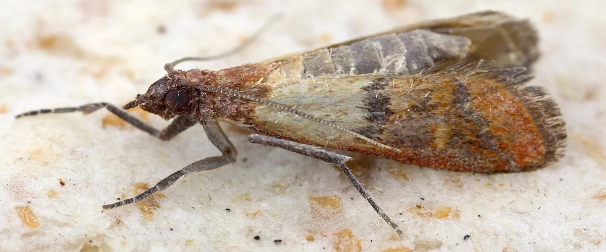 Keittiökoisa, Plodia interpunctella