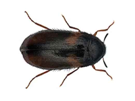 Riesakuoriainen, Reesa vespulae