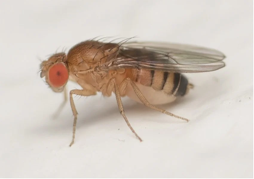 Mahlakärpänen, Drosophilidae