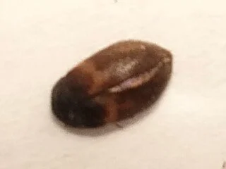 Ihrakuoriaiset. Dermestes