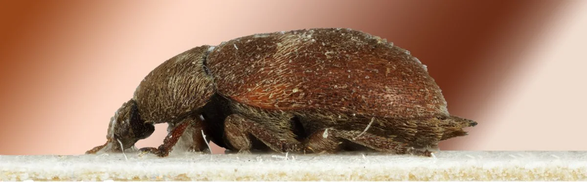 Vyöturkiskuoriainen, Attagenus woodroffei