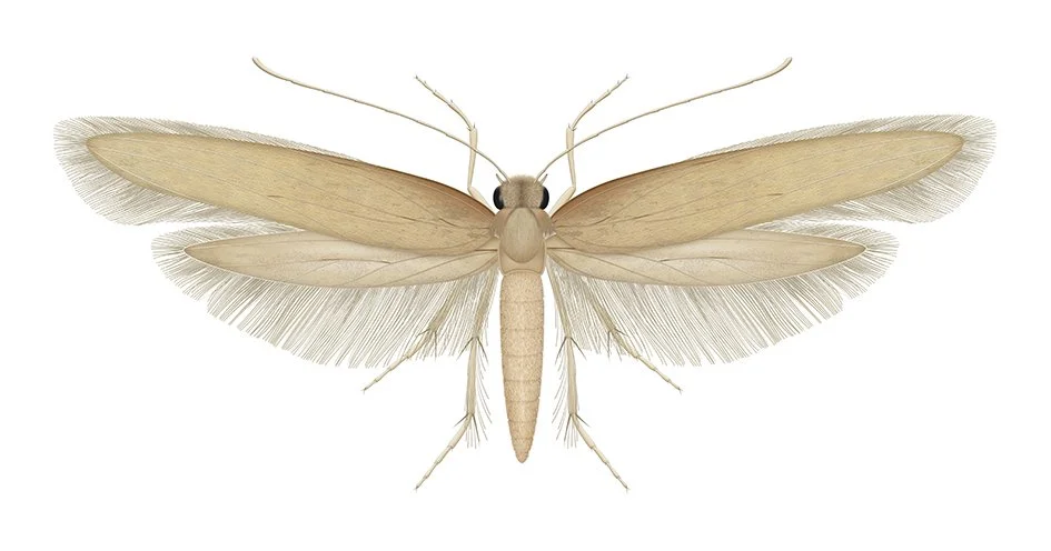 Vaatekoi, Tineola bisselliella