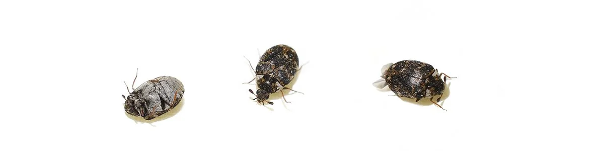 Museokuoriainen, Anthrenus museorum