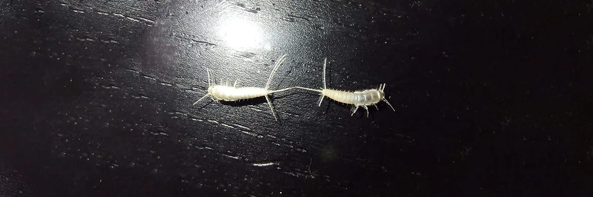 Kalvastoukka, Ctenolepisma calvum