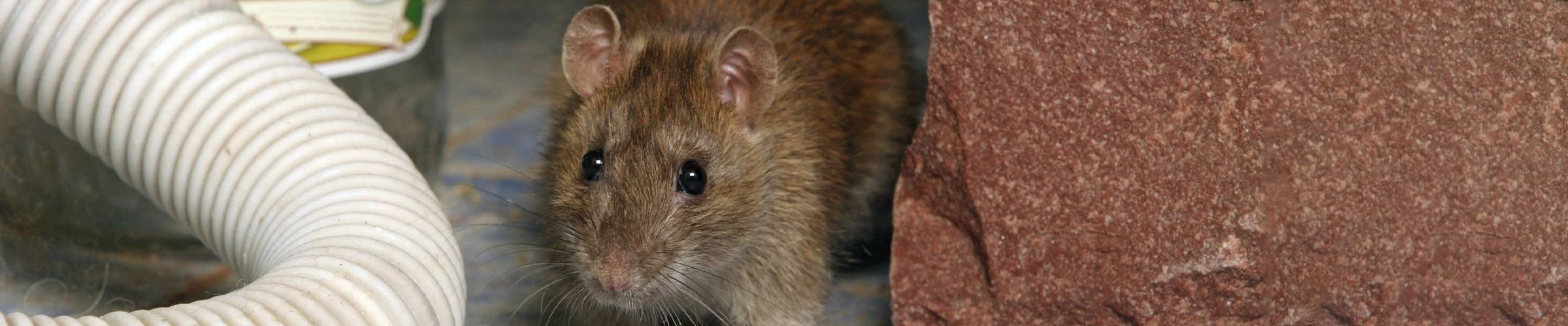 Rotanloukku ratkaisuna rottaongelmaan