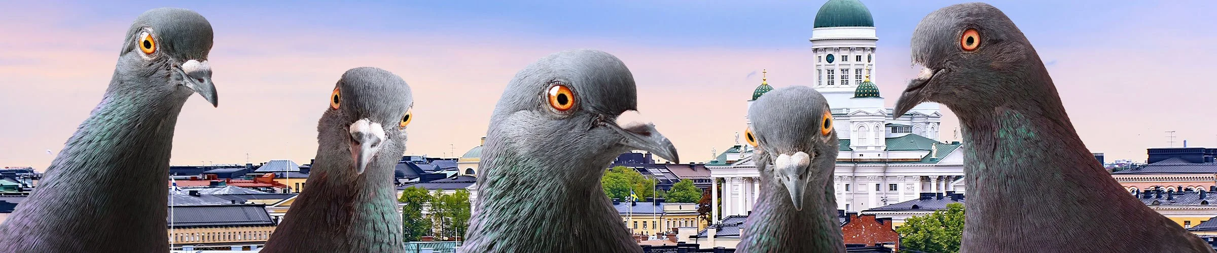 Lintujen torjunta asunto-osakeyhtiössä