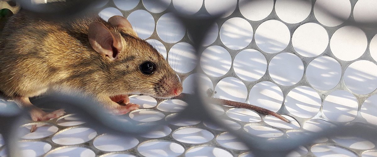 Vinkit tuholaisten torjuntaan omatoimisesti