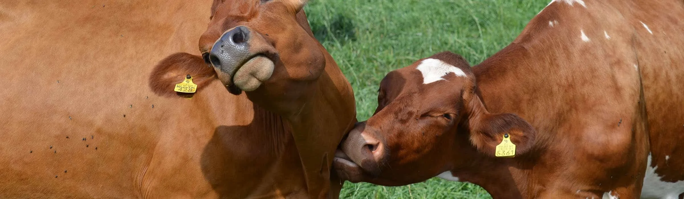 Tuholaistorjunta maatilalla