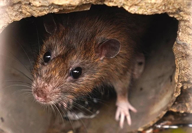 GOODNATURE®-älyloukku