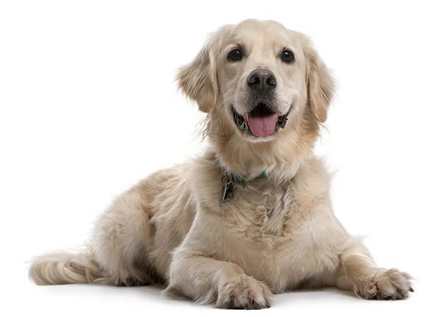 Homekoira nopeuttaa kodin vaurion etsinnässä