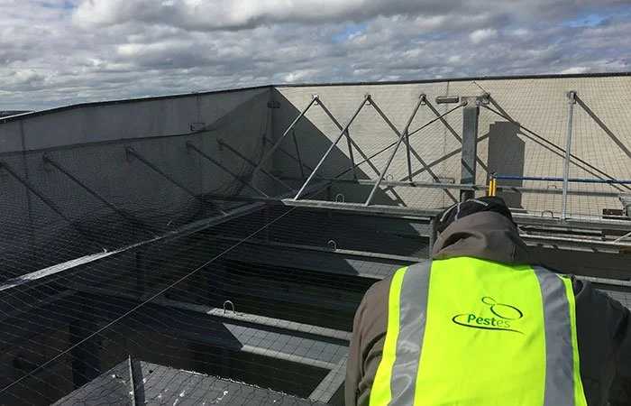 Uusi Pestes - puluverkon-asennus.jpg