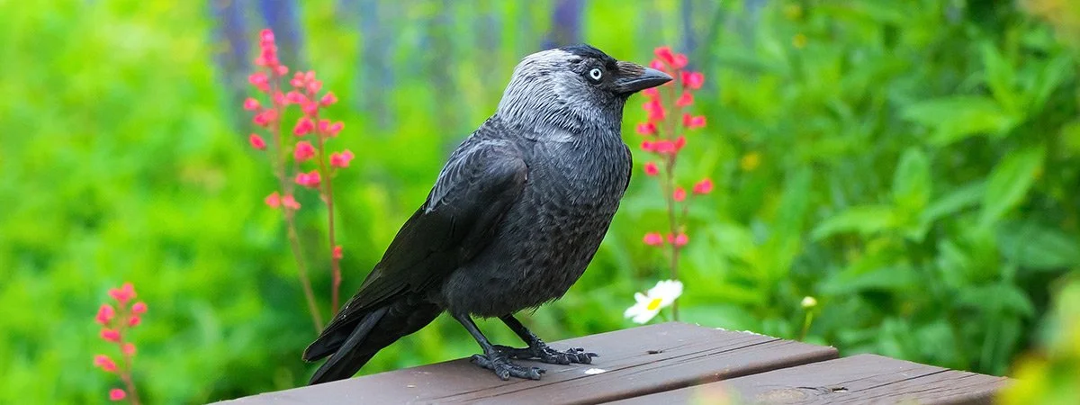 naakka-corvus-monedula.jpg