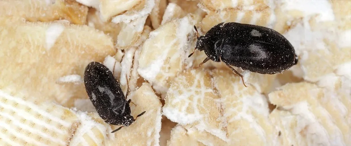 Pilkkuturkiskuoriainen, Attagenus pellio