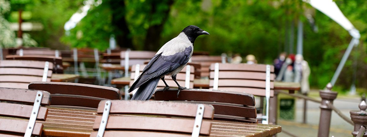 Lintusuojaukset ovat investointi viihtyisyyteen ja kiinteistön arvoon