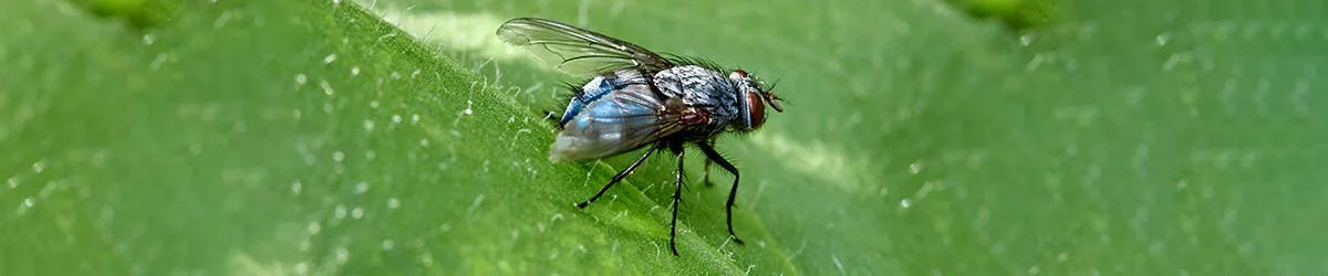 Kärpäset saapuvat jälleen