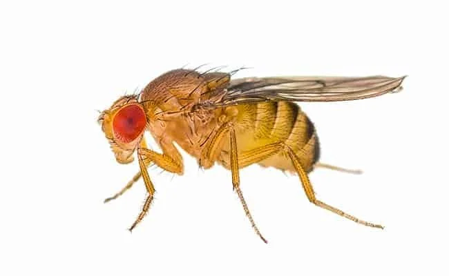 Miten poistaa kärpäset ammattikeittiöstä?