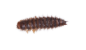 turkiskuoriainen iso larva .png