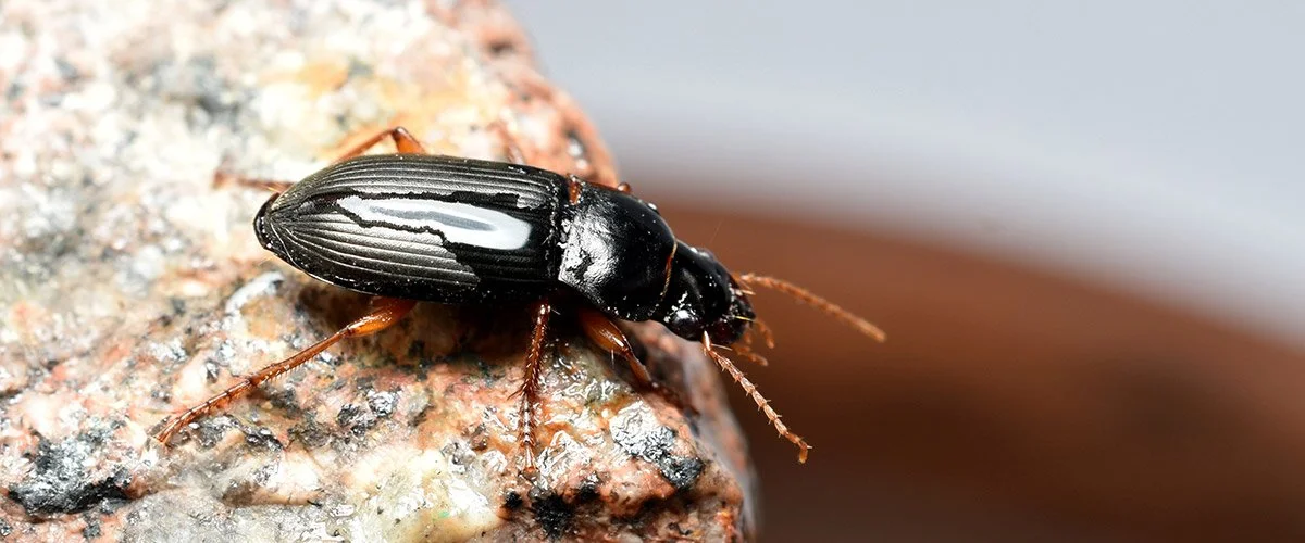 Rohmukuoriainen Tribolium Destructor PESTES TUHOEL INHALLINTAA