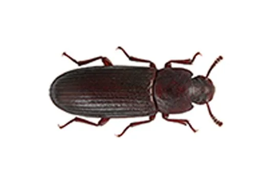 Rohmukuoriainen Tribolium Destructor PESTES TUHOEL INHALLINTAA
