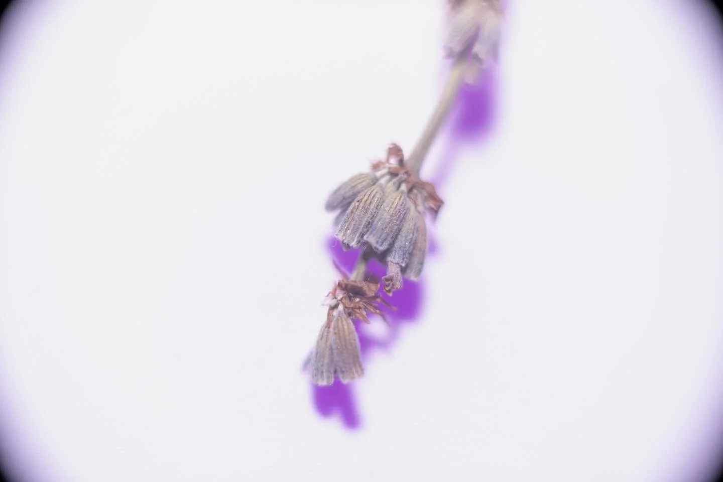 #photography #artofvisuals #macrophotography #naturephotography #flowerphotography #lavender #aesthetic #botanicart #viennaphotographer