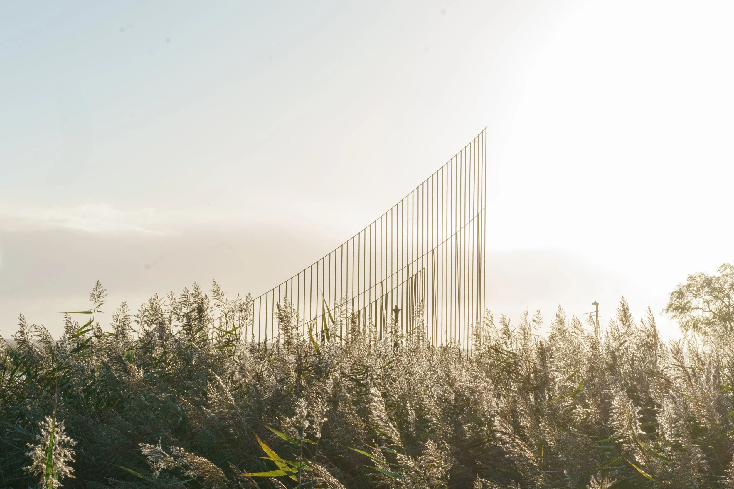 A tall, slanted metal fence in a field of tall grasses with the sun shining brightly in the background.