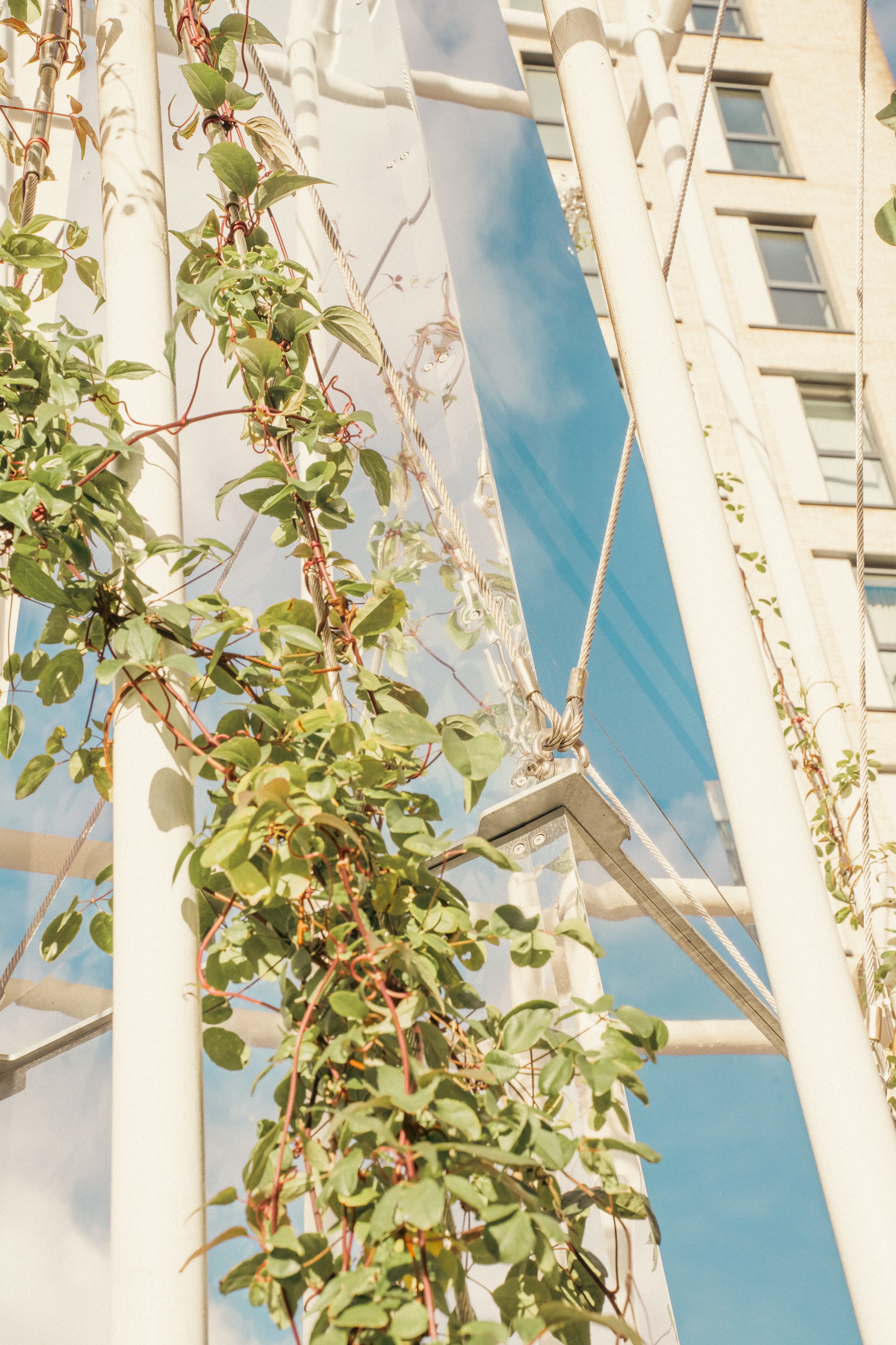 Close-up of a metal structure with white poles, cables, and a reflective mirror panel, intertwined with climbing green plants against a background of a building and blue sky with clouds.