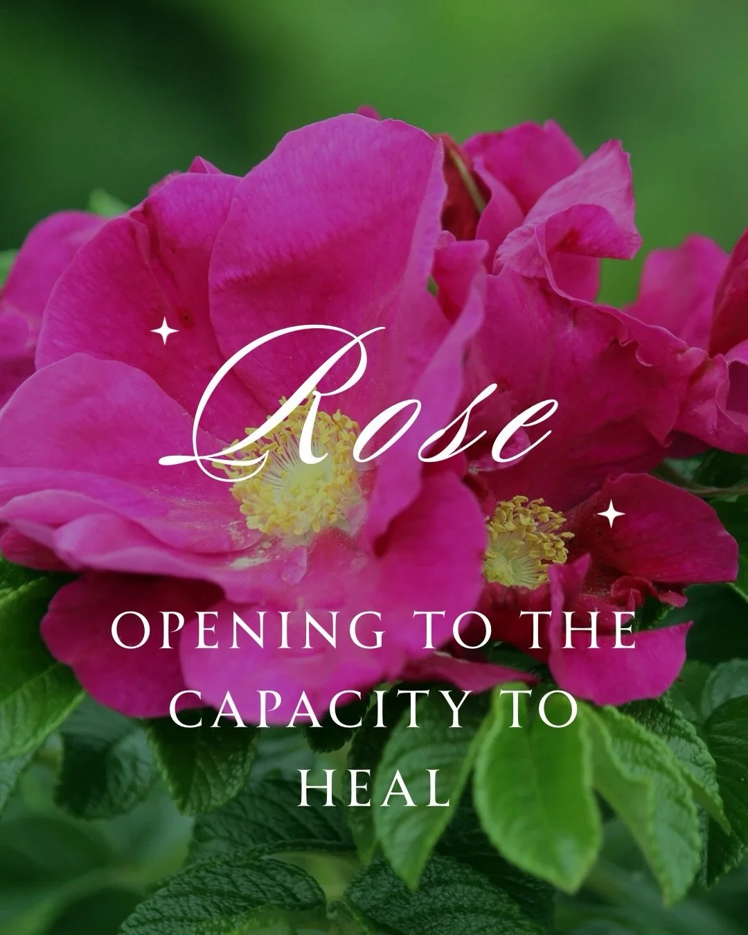 Humans have an admiration for Rosa. 🌹

Its medicine has been woven through stories, rituals, and traditions across millennia and across cultures.

From birth to death, from mourning to celebration, rose has been used in healing, ritual, devotion, an