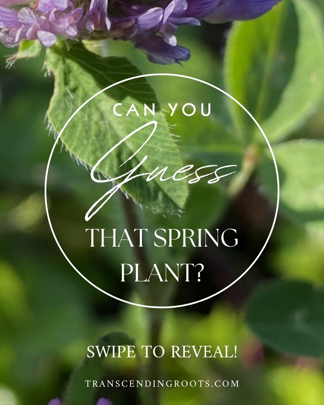 Do you know this ally? It shows up a little later in the spring, but it&rsquo;s one we ALWAYS gather as abundantly as we can! It bruises easily so you have to be careful when you harvest! Can you guess it? Let us know in the comments below! 

#transc